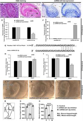 Signaling Modulation by miRNA-221-3p During Tooth Morphogenesis in Mice